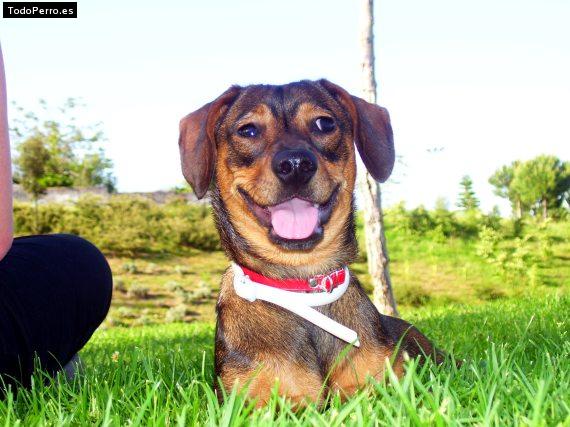 La foto del perro