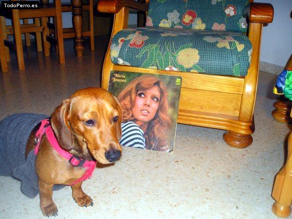 La foto del perro