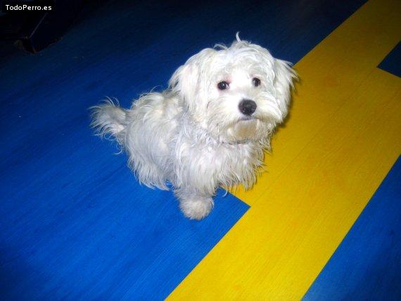 Foto del perro Tara