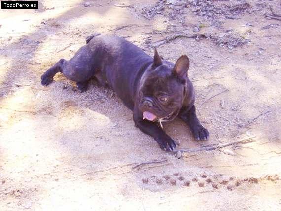 La foto del perro