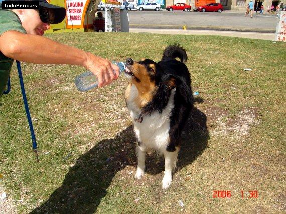 La foto del perro