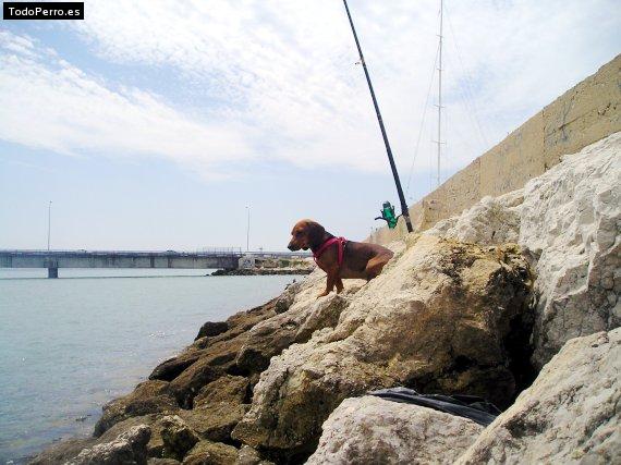 La foto del perro