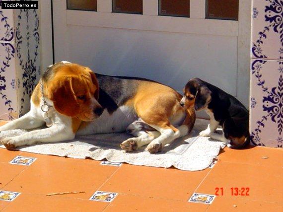 La foto del perro