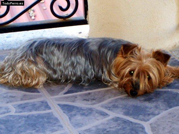 La foto del perro