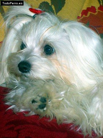 La foto del perro