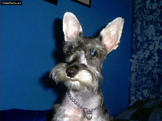 La foto del perro