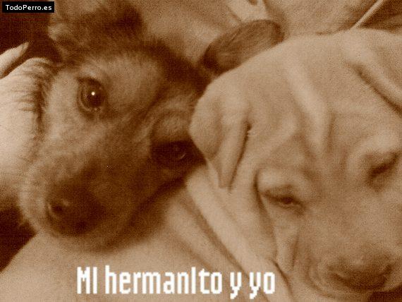 La foto del perro