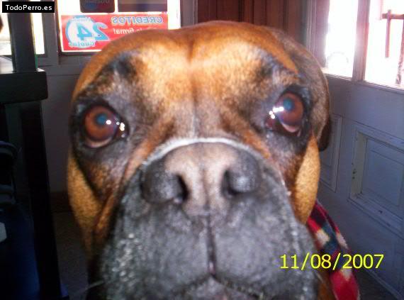 La foto del perro