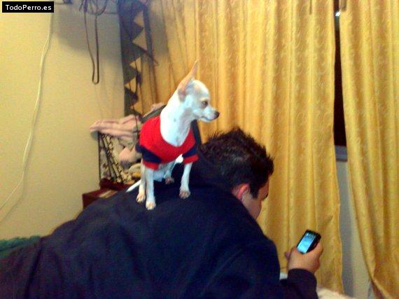 La foto del perro