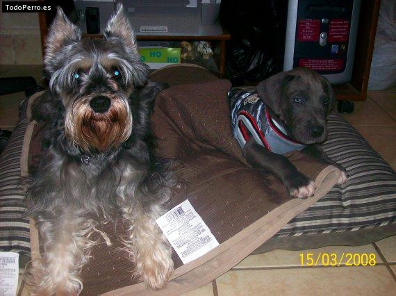 La foto del perro