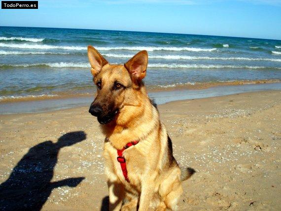 La foto del perro