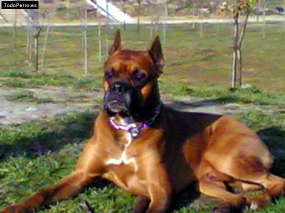La foto del perro