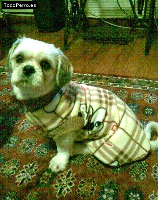 La foto del perro