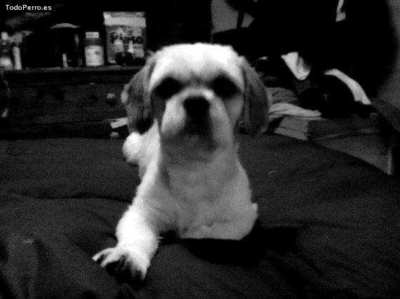 La foto del perro