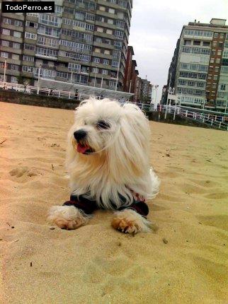La foto del perro