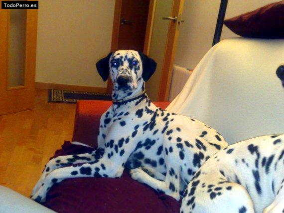 La foto del perro