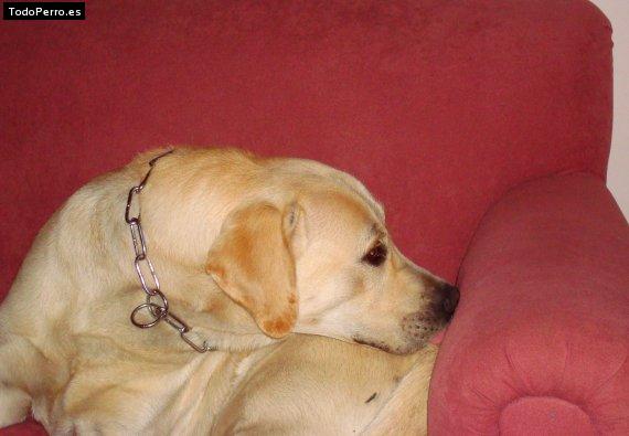 La foto del perro