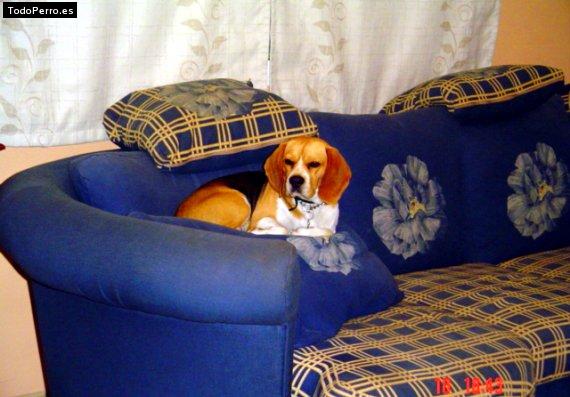 La foto del perro