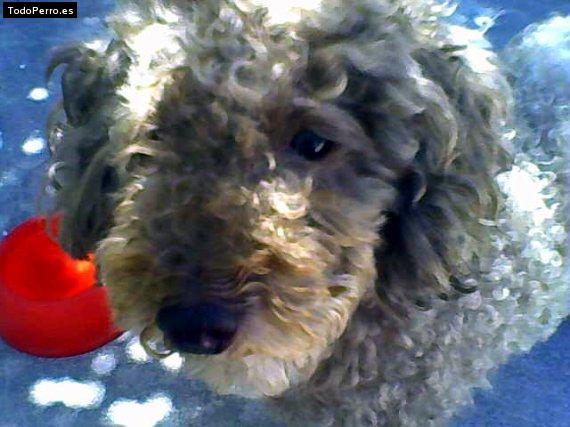 Foto del perro Thais