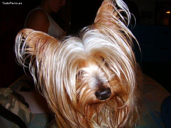 La foto del perro