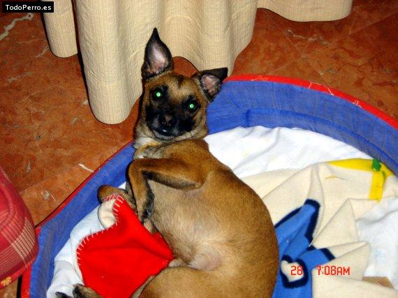 La foto del perro
