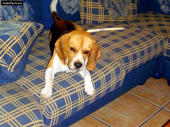La foto del perro