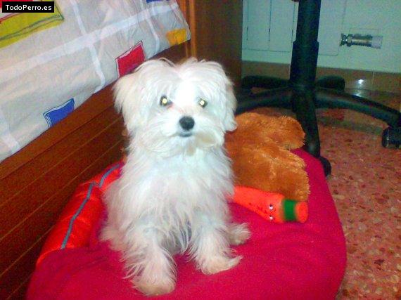 La foto del perro