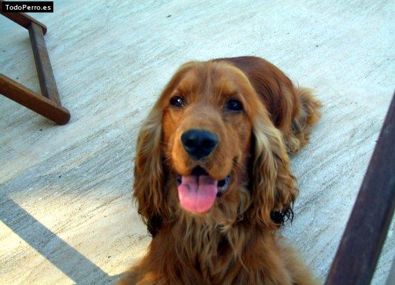 La foto del perro