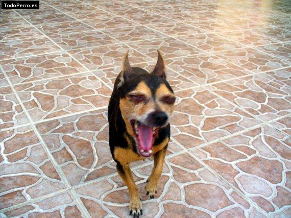 La foto del perro
