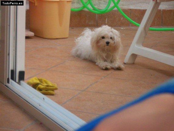 La foto del perro