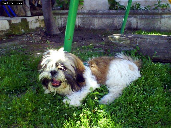 La foto del perro
