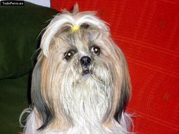 La foto del perro