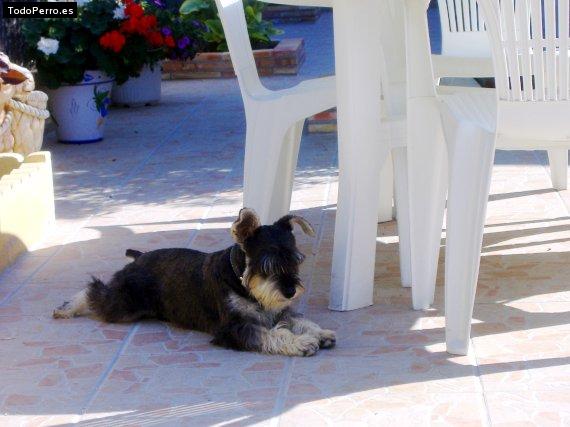 La foto del perro