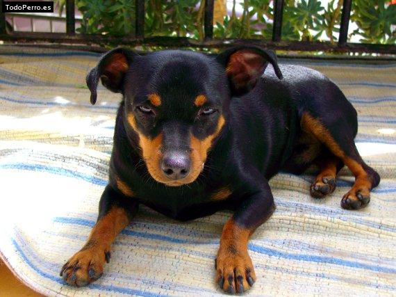 La foto del perro
