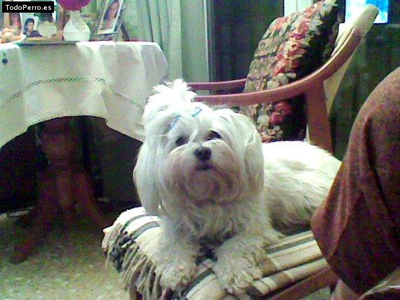 La foto del perro