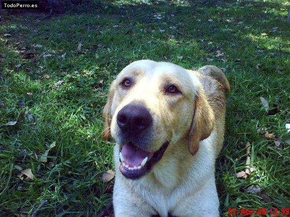 La foto del perro