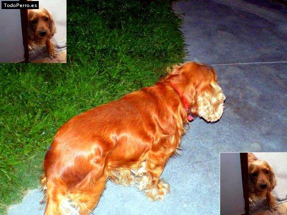 La foto del perro