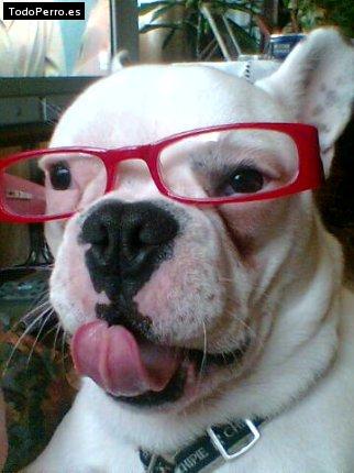 La foto del perro