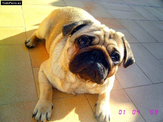 La foto del perro