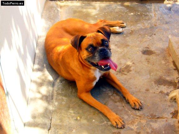 La foto del perro