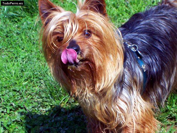 La foto del perro