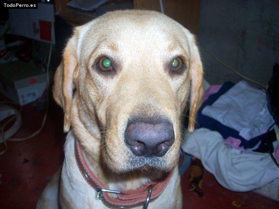 La foto del perro
