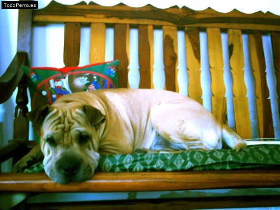 La foto del perro