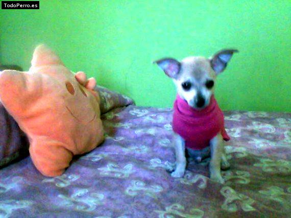 La foto del perro