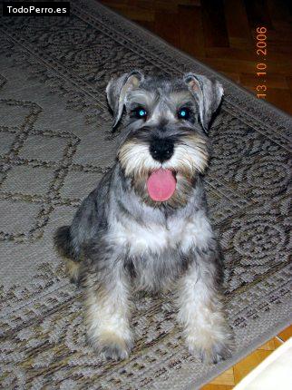 La foto del perro