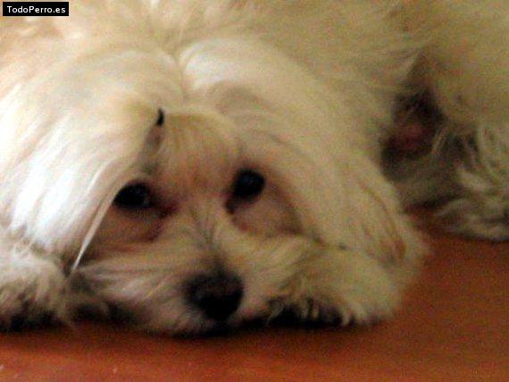 Foto del perro Timon