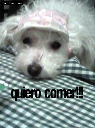 La foto del perro