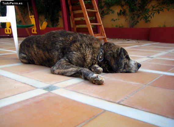 La foto del perro