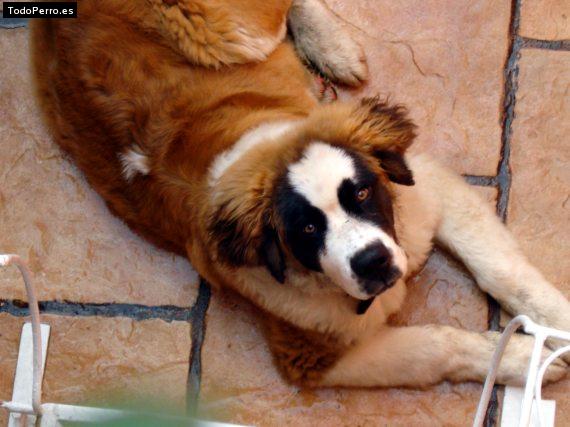 La foto del perro