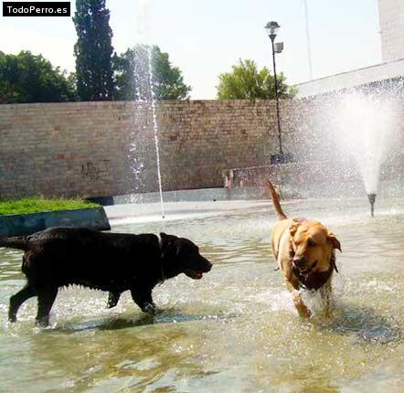La foto del perro
